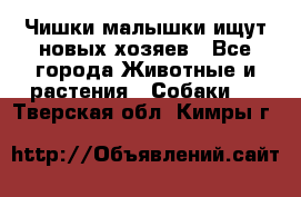   Чишки-малышки ищут новых хозяев - Все города Животные и растения » Собаки   . Тверская обл.,Кимры г.